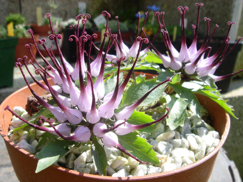 Physoplexis comosa photo